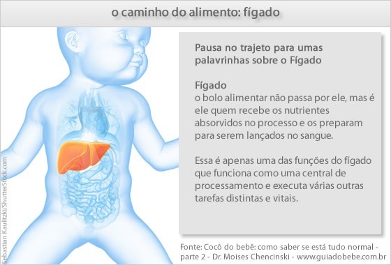 O caminho do alimento na digestão: a função do fígado - Foto: Sebastian Kaulitzki/ShutterStock.com