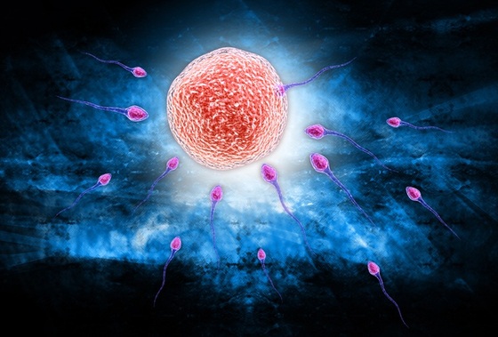 Óvulo e espermatozoides - Foto: dream designs/Shutterstock.com