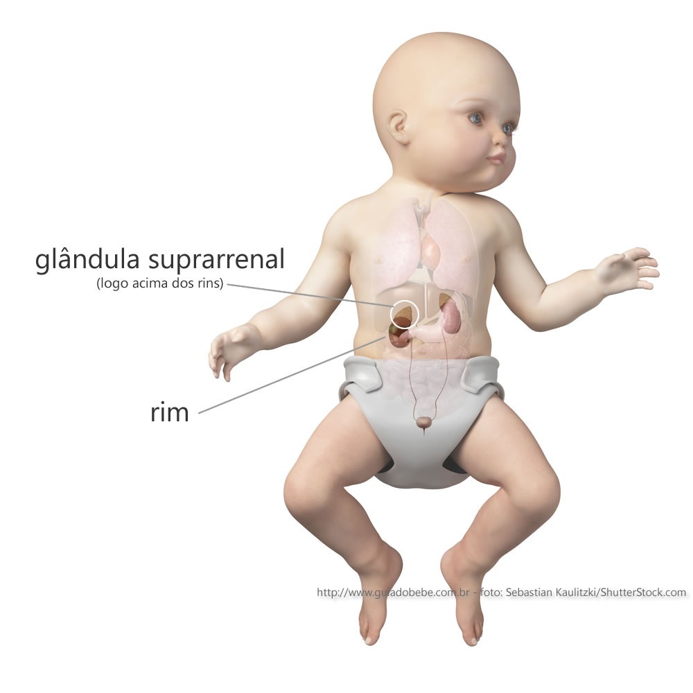 Ilustração mostrando a localização do rim e glândula suprerrenal - foto: Sebastian Kaulitzki/ShutterStock.com