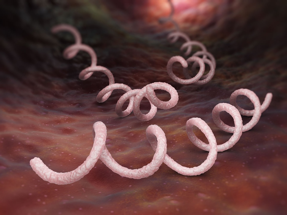 Bactéria da Sífilis - Treponema pallidum - foto: Tatiana Shepeleva/ShutterStock.com