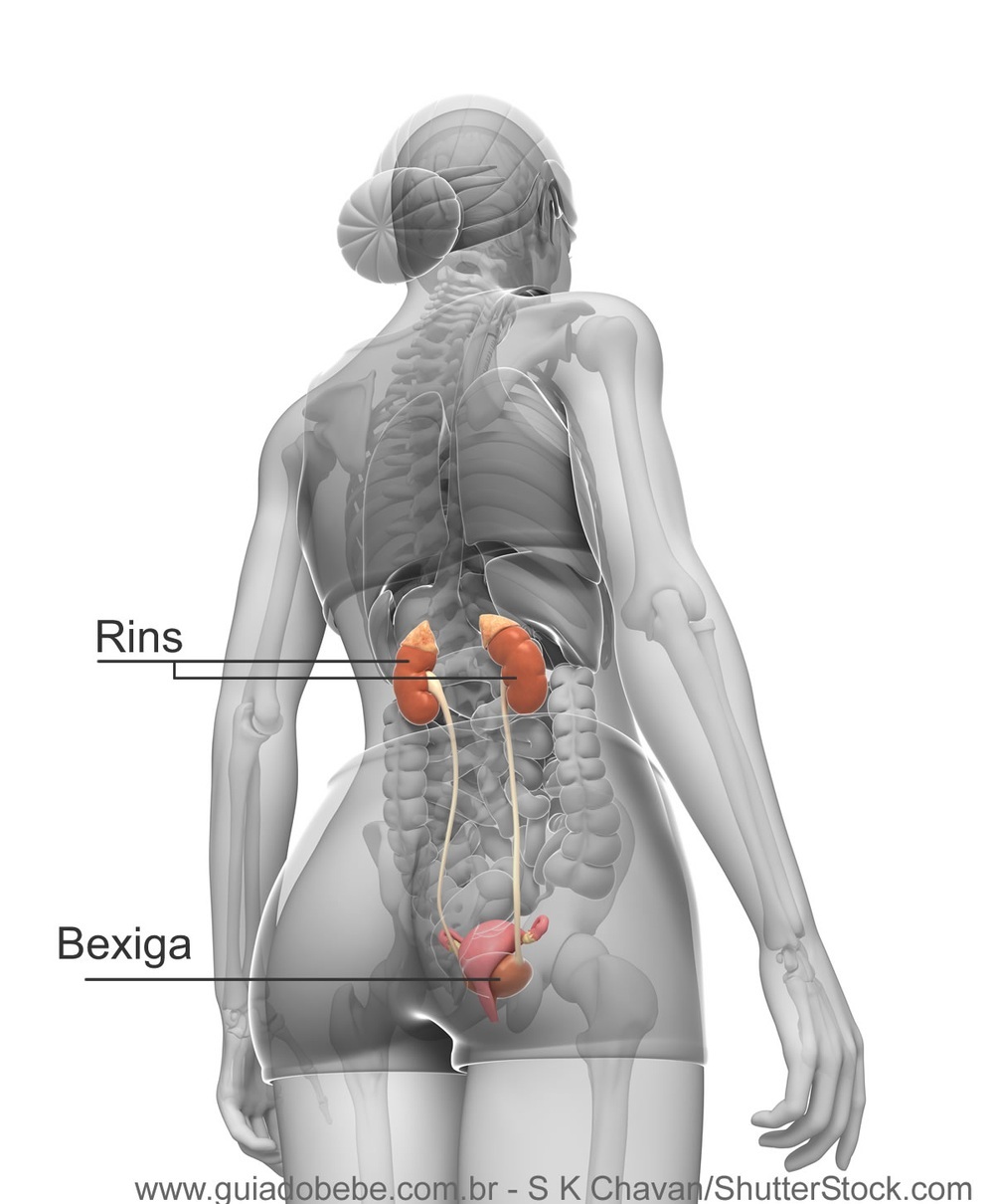 Sistema urinário feminino - foto: S K Chavan/ShutterStock.com