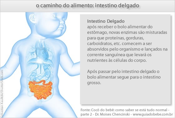 O caminho do alimento na digestão: intestino delgado - Foto: Sebastian Kaulitzki/ShutterStock.com