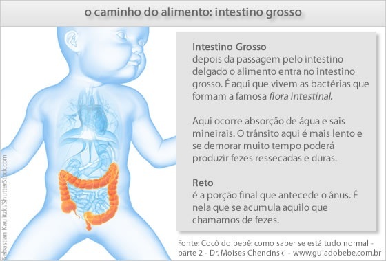 O caminho do alimento na digestão: intestino grosso - Foto: Sebastian Kaulitzki/ShutterStock.com