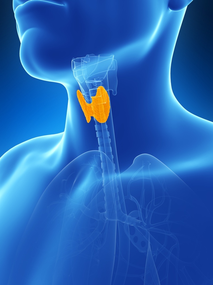 Ilustração mostrando a posição da glândula tireoide - foto: Sebastian Kaulitzki/ShutterStock.com