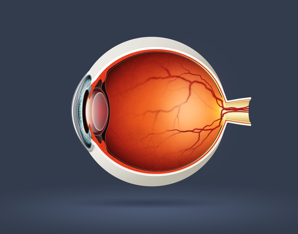 Secção de um olho humano - foto: saginbay/ShutterStock.com