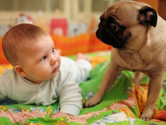 Bebê olhando para um cachorro da raça Pug - Foto: Konstantin Sutyagin/ShutterStock